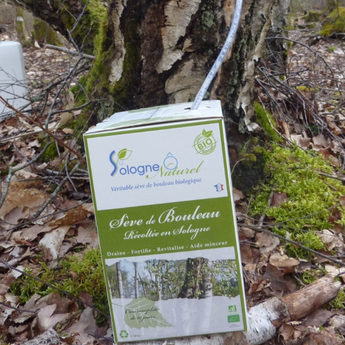 Sève de bouleau Fraiche 5 litres